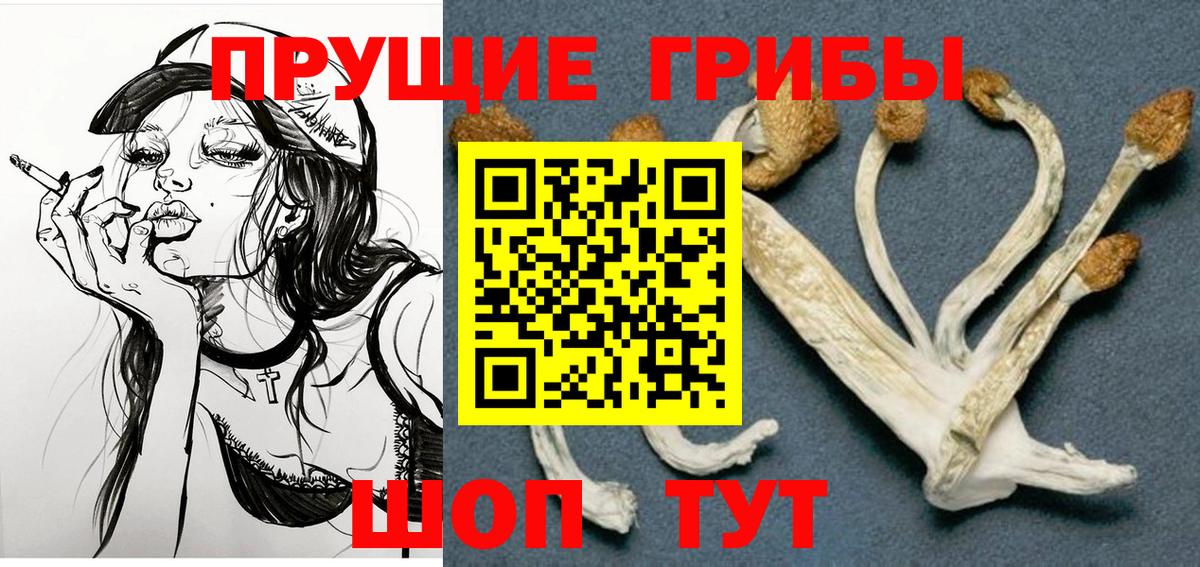 Псилоцибиновые грибы Cubensis Тара